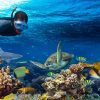 snorkeling safaga